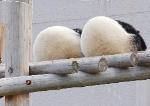 Panda Butt