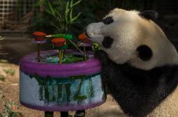 Giant Panda Yun Zi is celebrating its third Birthday at San Diego Zoo