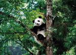 Panda on a tree