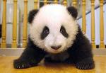 Cute Baby Panda 