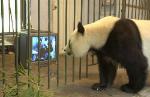 Panda_watching_TV