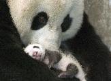 A Mother's Love - Panda mom with her cub