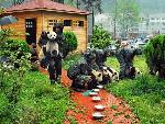 Wolong earthquake pandas rescued