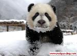 Snow_Panda_from_Wolong_-_1_year_old