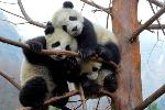 Three_scared_pandas after quake