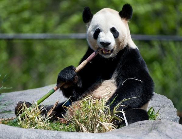 Two New Pandas Er Shun and Da Mao Brought to Canada Will be on Public Display at Toronto Zoo from May 18,2013